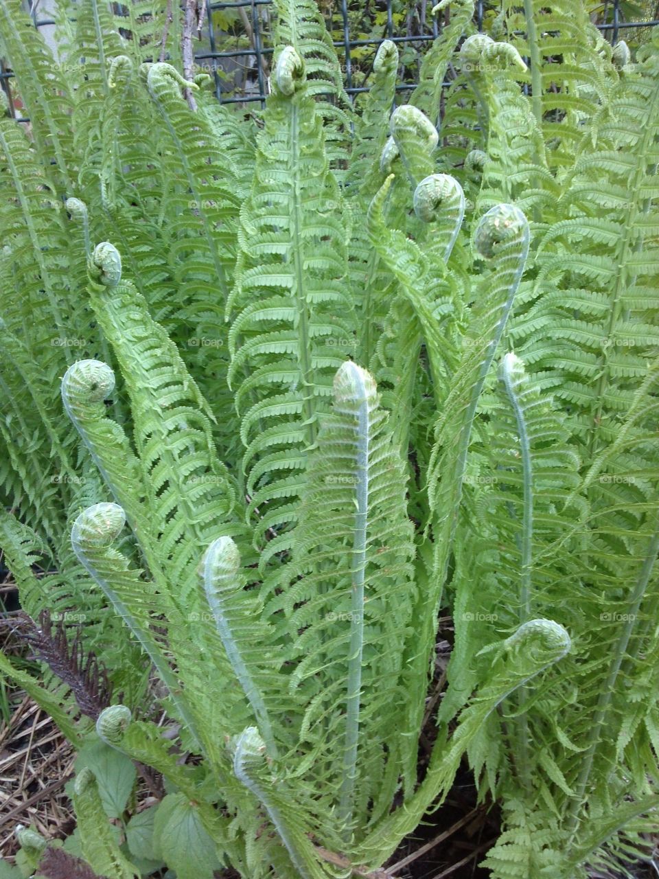 Fern. young ones