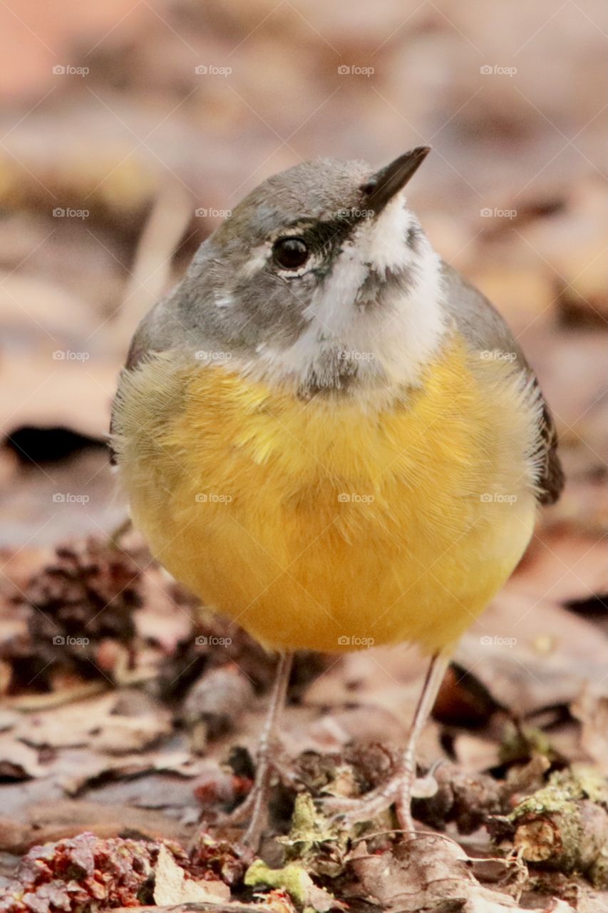 Wagtai, I see you 👁