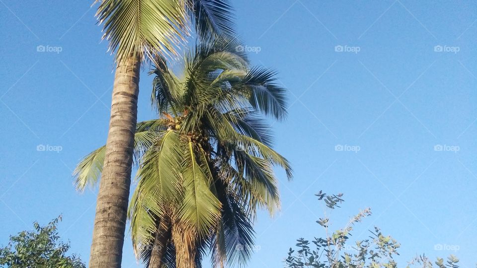 A beautiful scene of coconut tree in the garden.