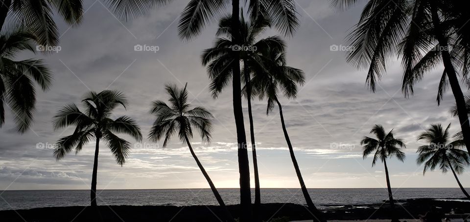 Beach palms at sunset on Hawaii Island