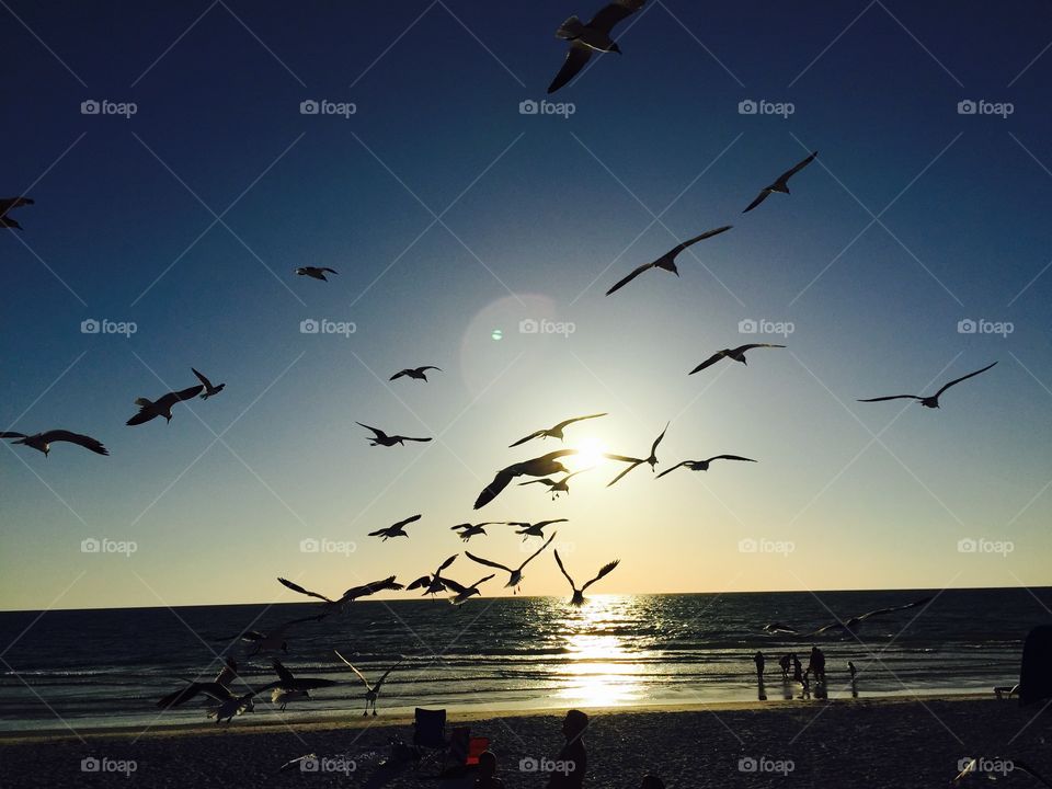 Seagulls at Sunset. Sunset at Pass-a-Grille