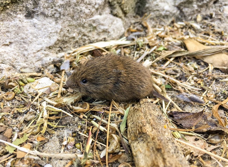 A Short Tailed Field Vole