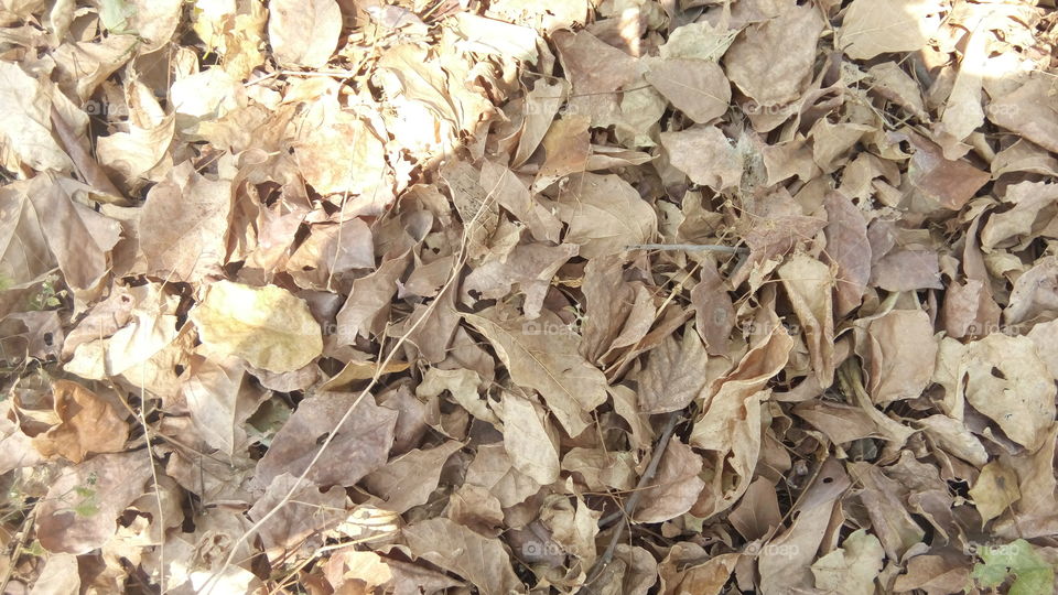 ground leaf
