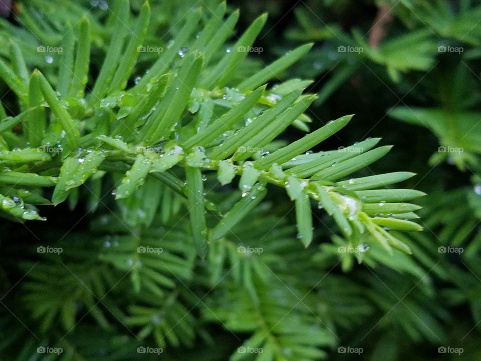 water beads on leaves