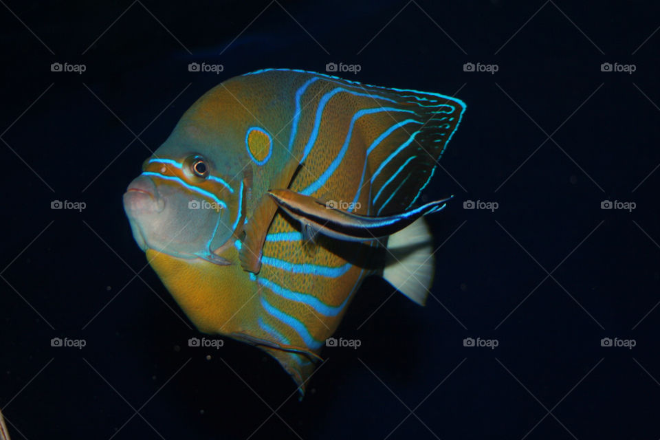 butterfly fish aqua aquarium by nader_esk