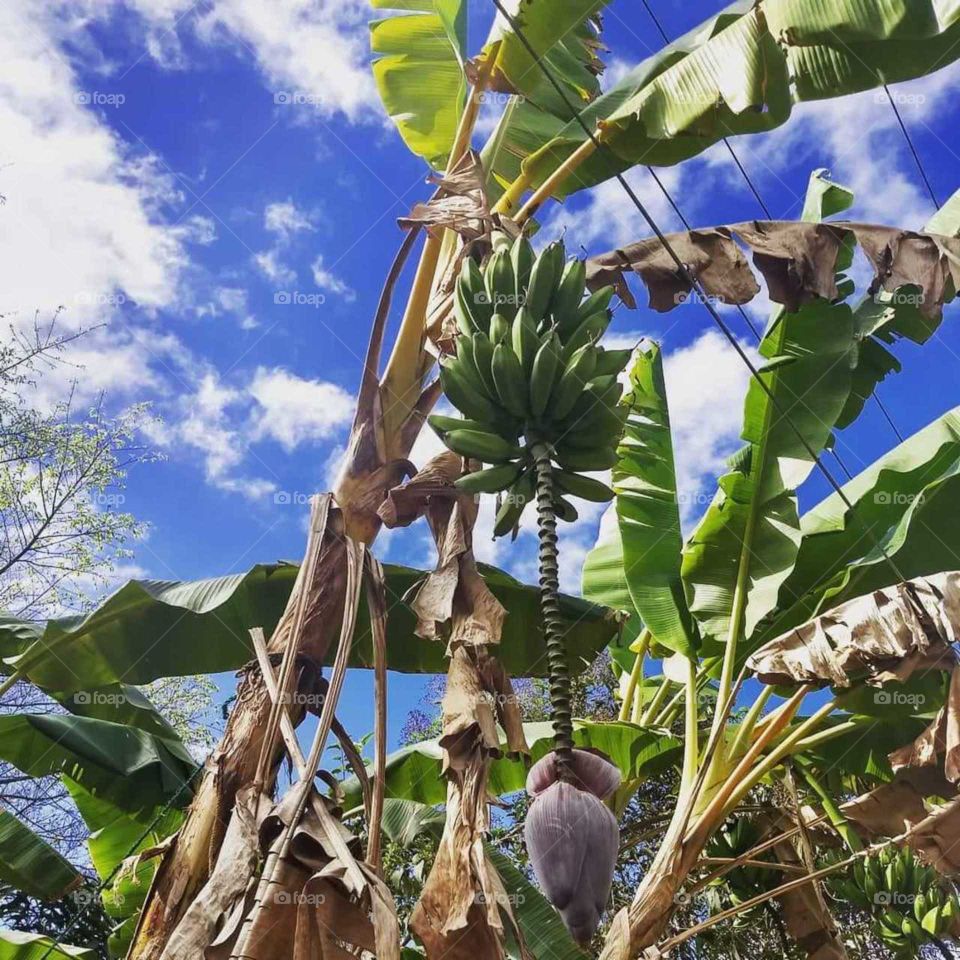 Tasty Plantains, In The Process Of Maturation.🍌