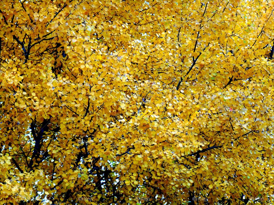 autumn tree