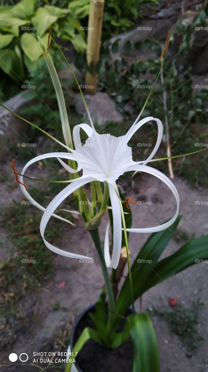 white lily