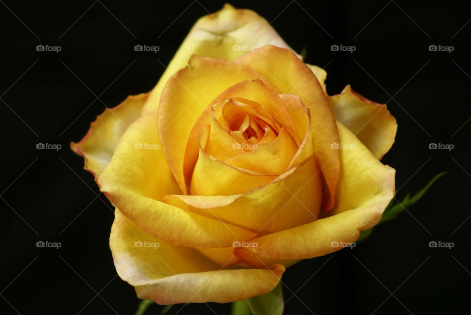 garden flora flower home by lgt41