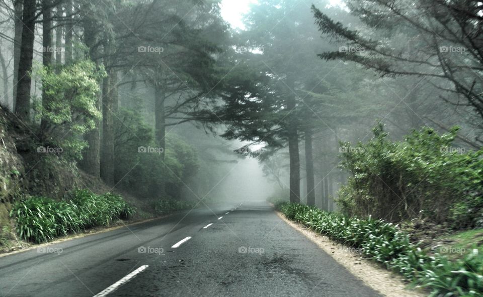 Road through the forest