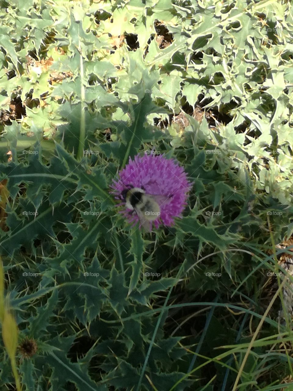 A bee on a flower