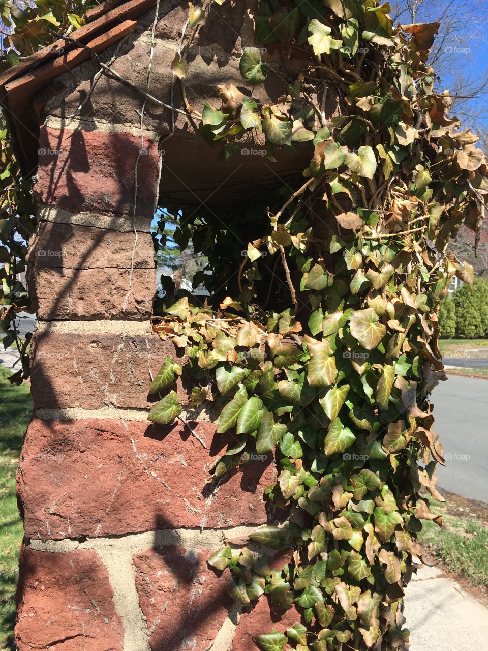 Ivy and bricks