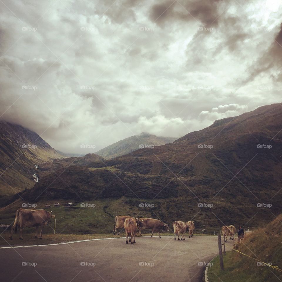 Cows under a moody sky