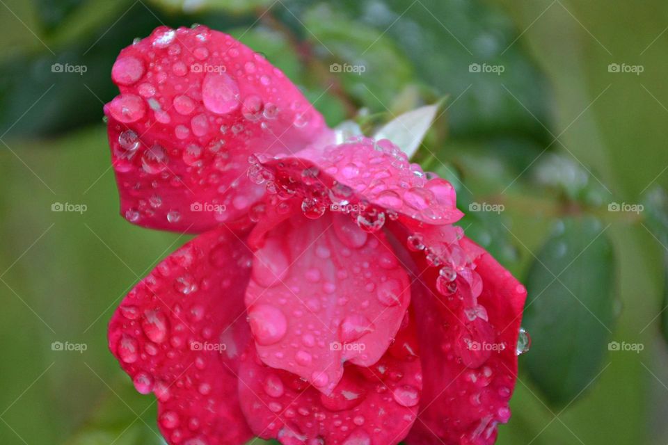 Liquids are cool - A morning rain leaves crystal clear raindrops that cover the petal tips of the beautiful pink rose 