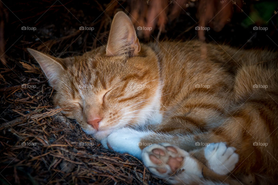 Sleeping cat