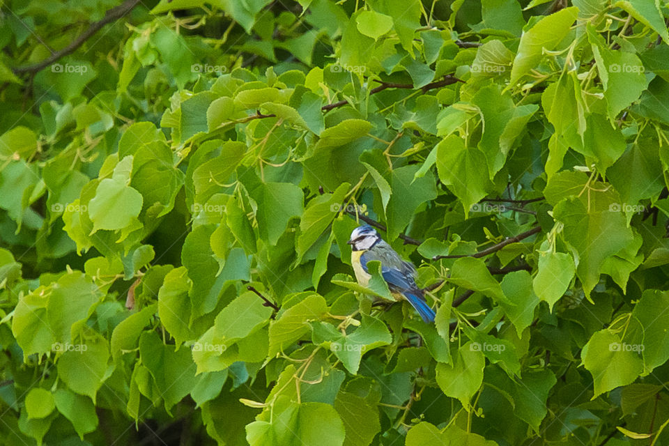 Nature, Leaf, Flora, Growth, Environment