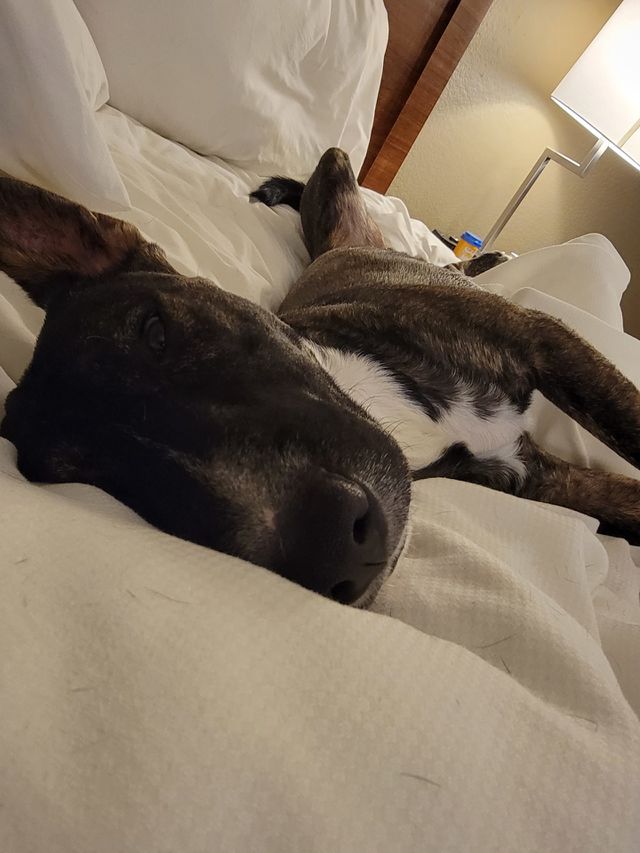 lazy dog