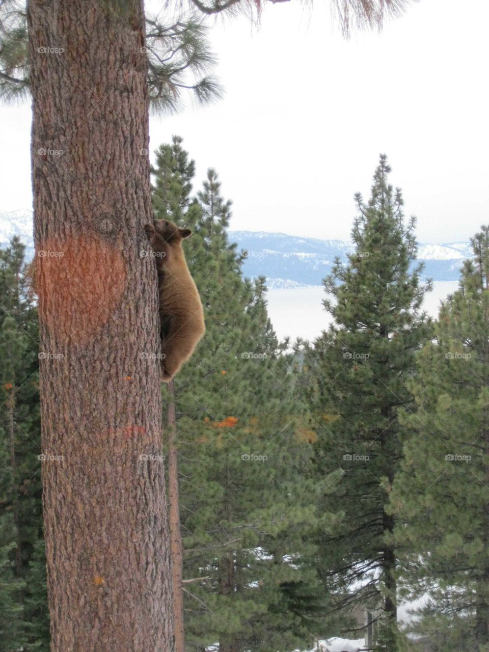 Bear climbing down a tree in South Lake Tahoe