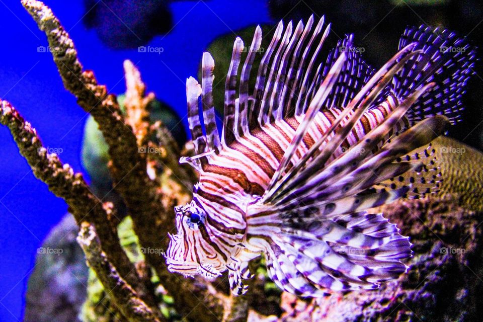 Lionfish