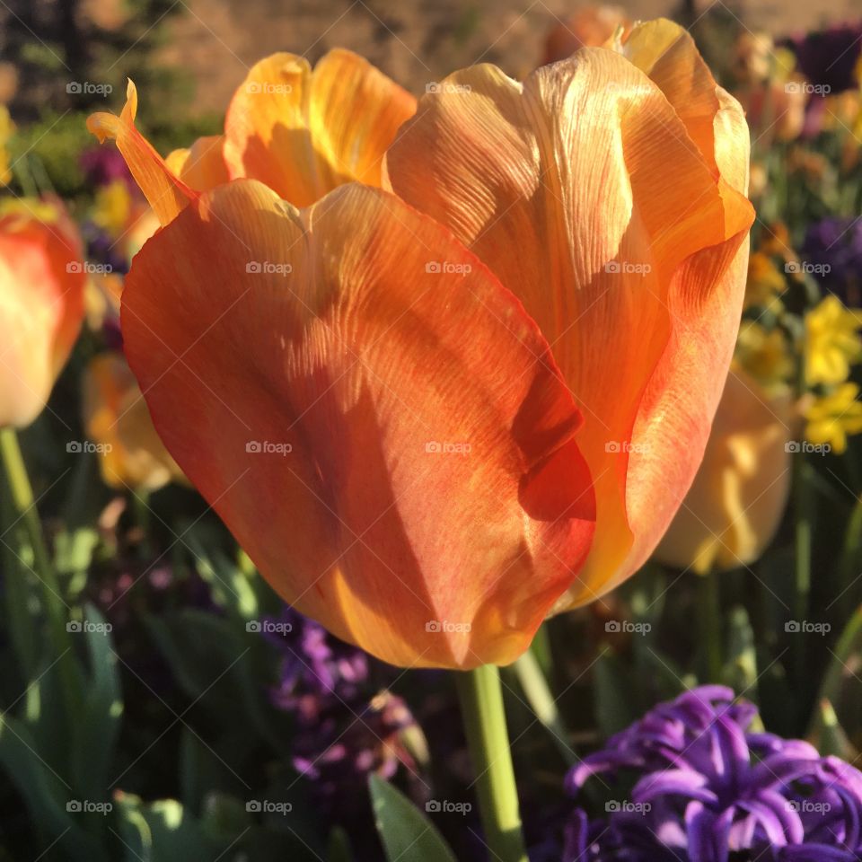 Beautiful orange and yellow tulip in the sunlight 