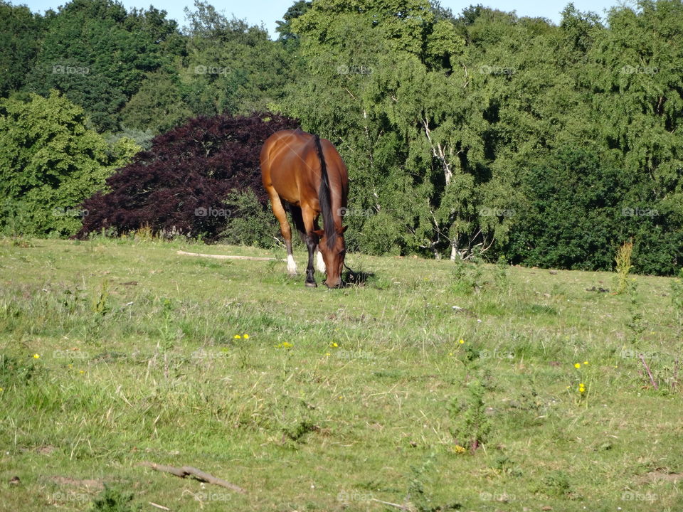 Majestic horses