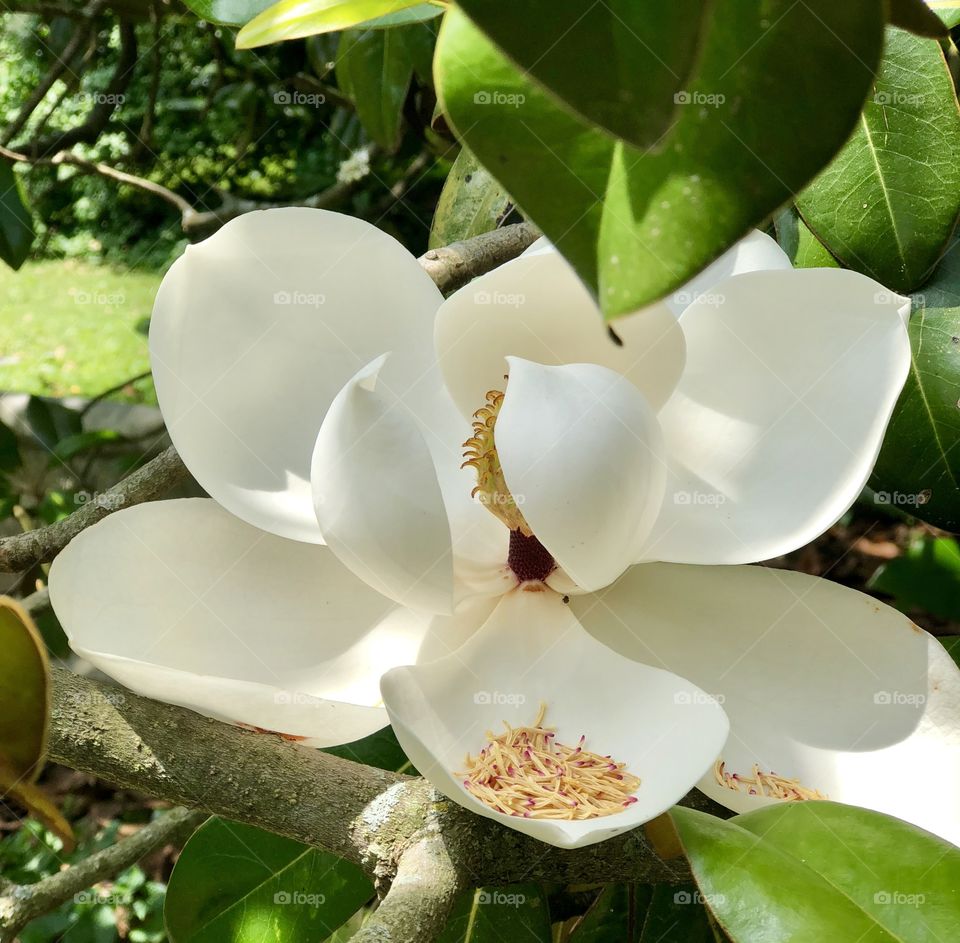 Magnolia 