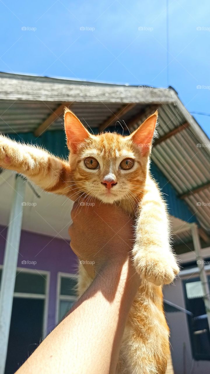 kucing orange mini di pagi hari