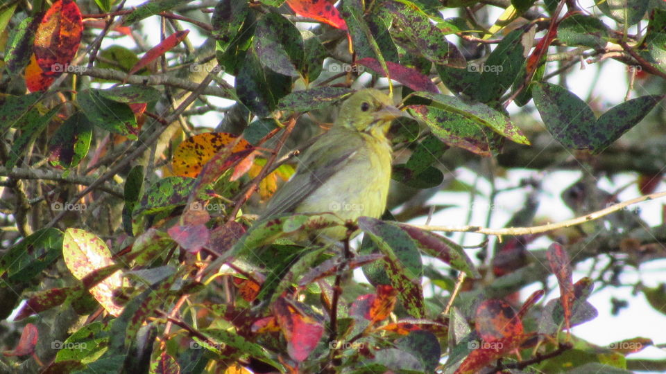 Bird, Tree, Nature, Leaf, Wildlife