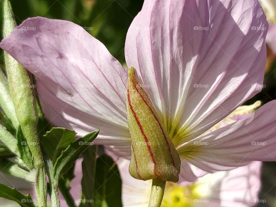 From the ground you get a completely different view of Spring wildflowers including intricate details of colors, lines and shapes that we otherwise would not see.