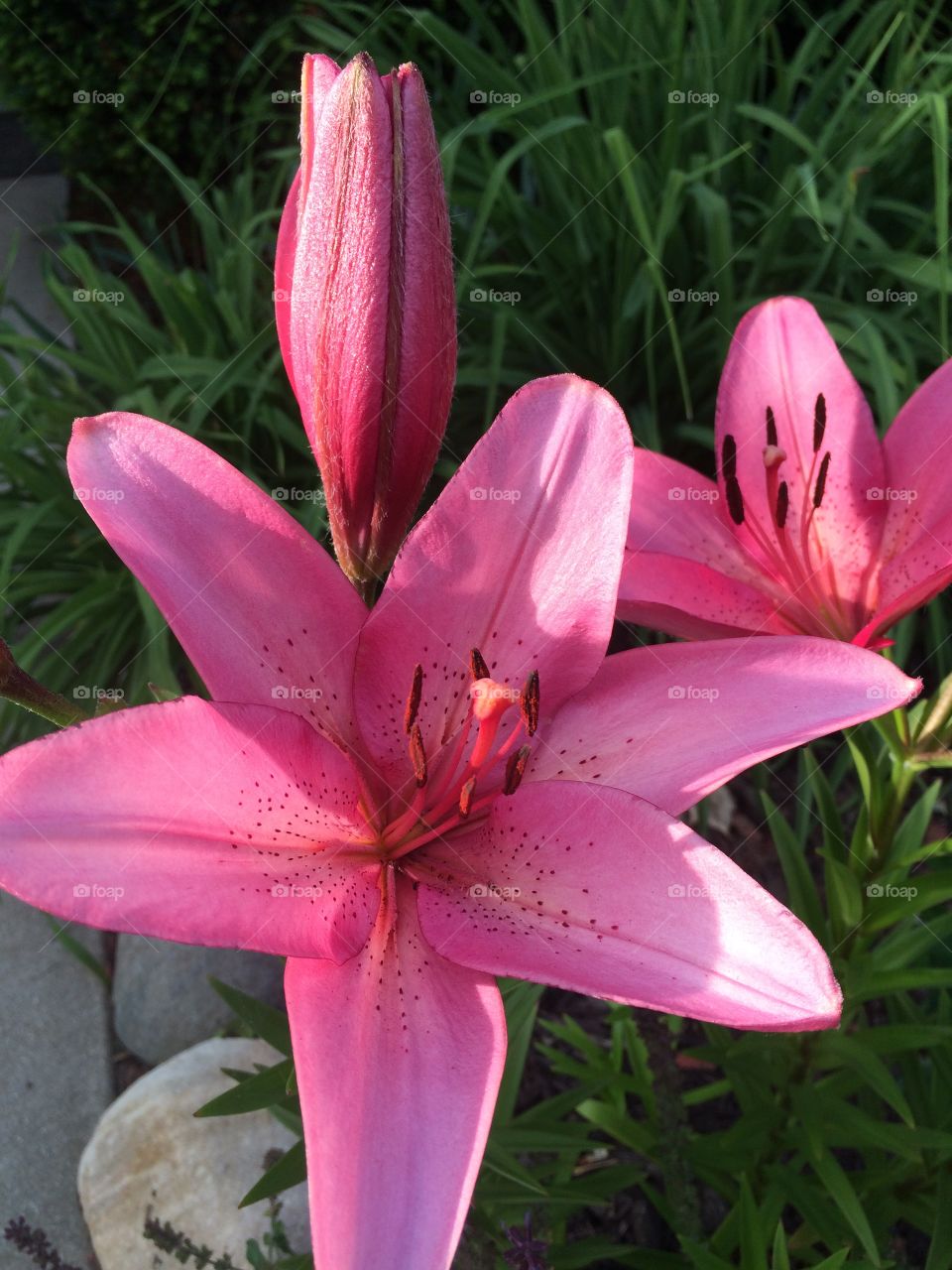 Magenta Lily. One of the many flowers my mother has planted in her yard.