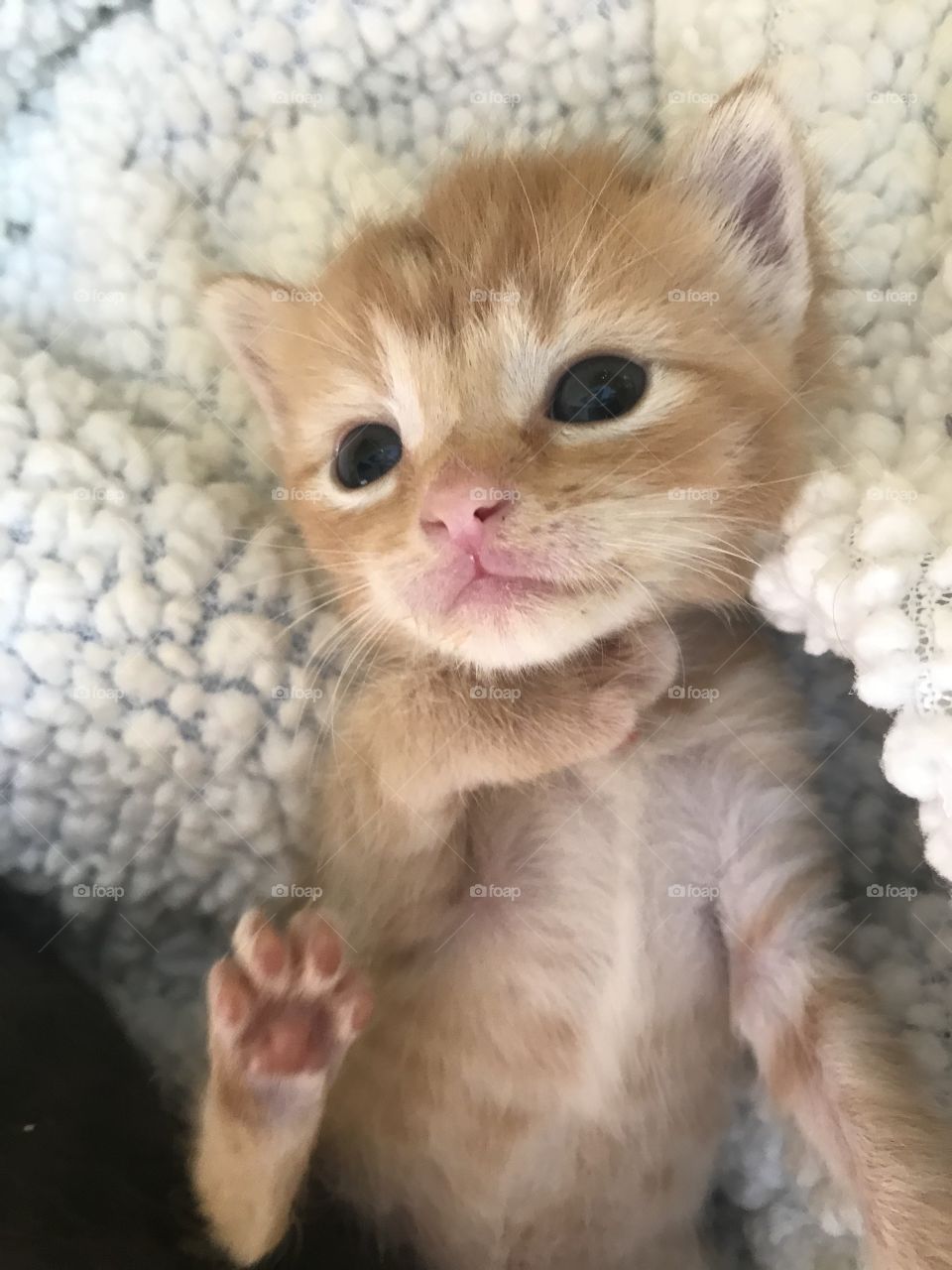 Kittens born in rescue - this sweet little boy will find his forever home