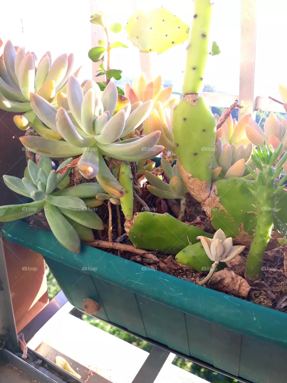 My  garden