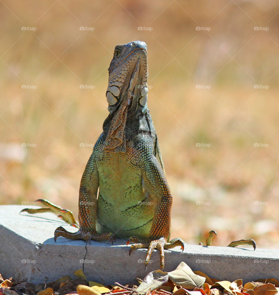 Iguana, front view