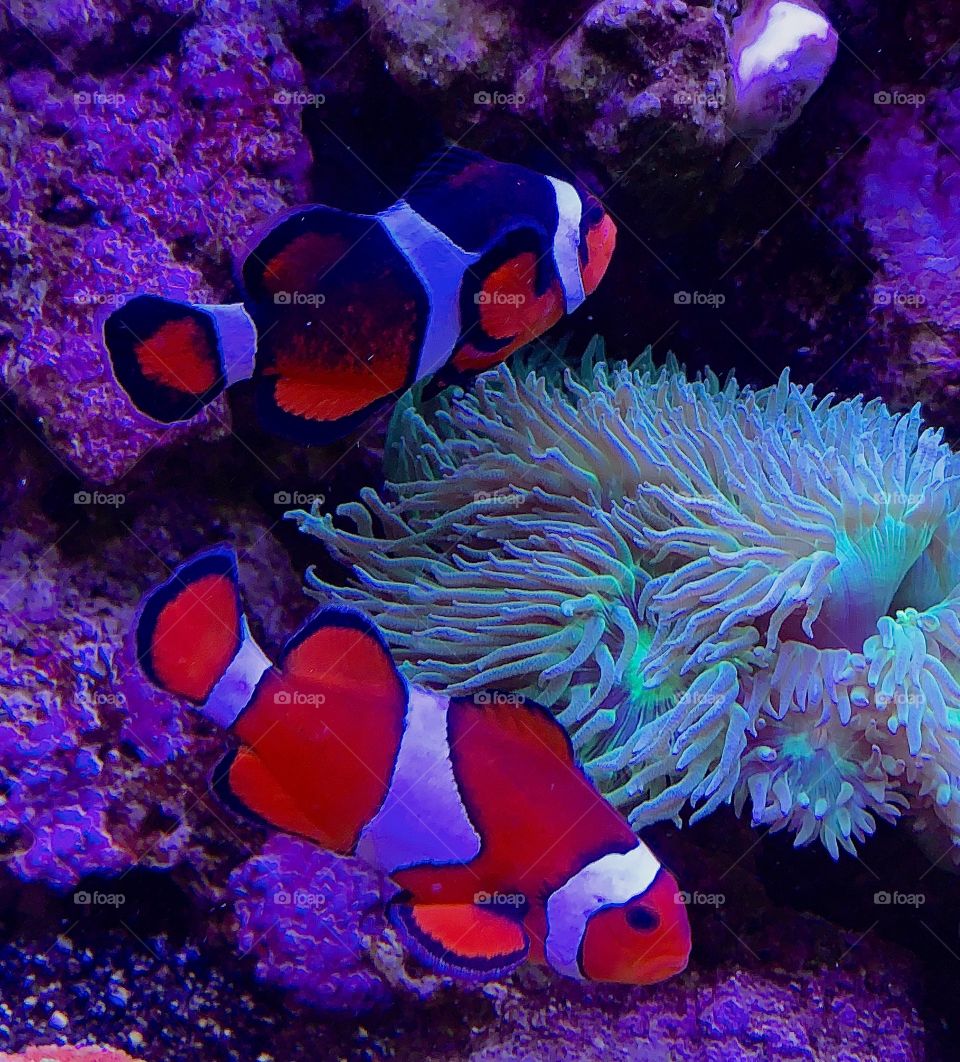 Two clown fish—taken in Merrillville, Indiana 