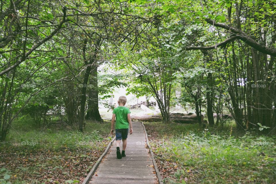 Wood, Tree, Nature, Walk, Park