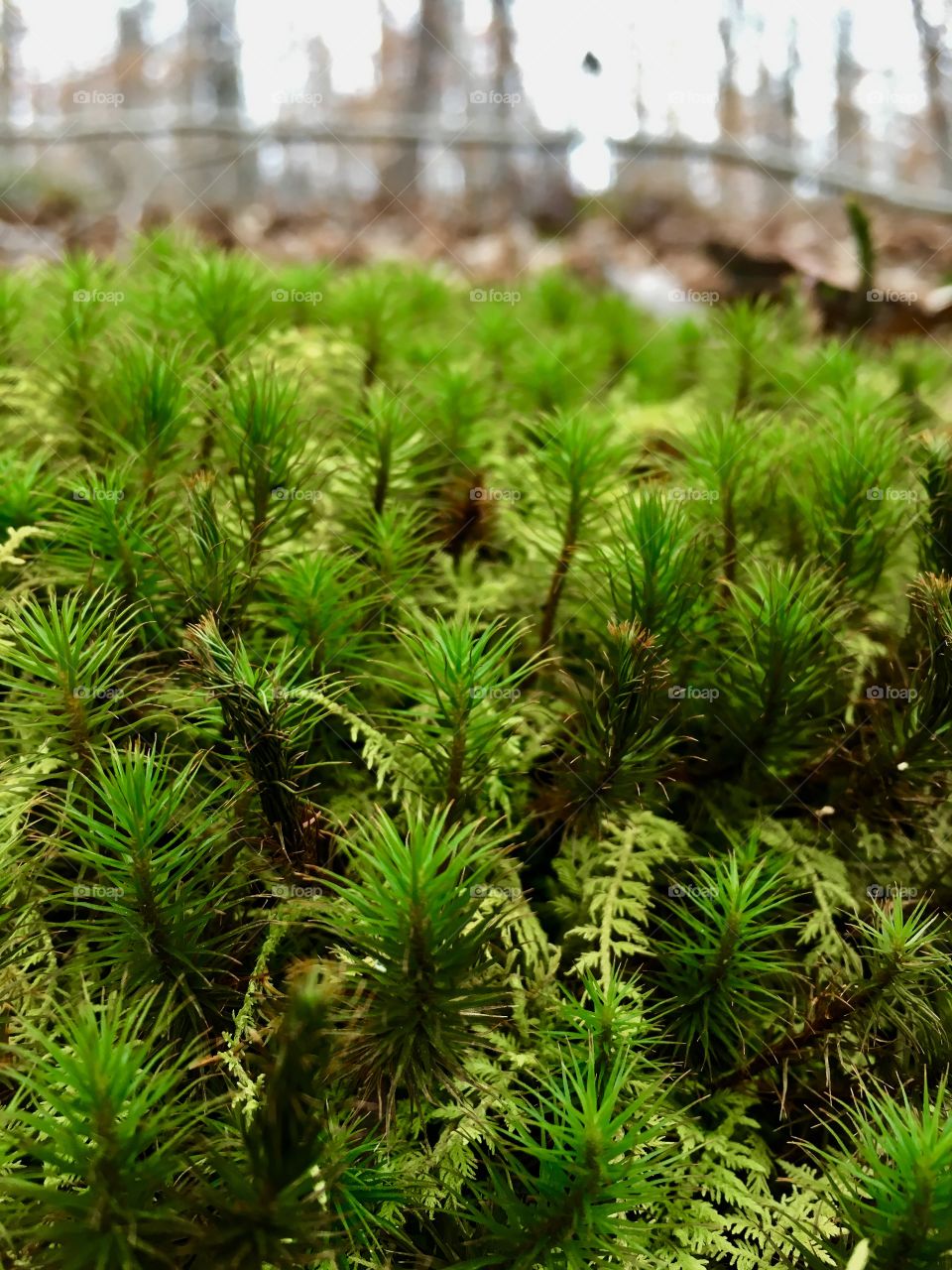 Moss looking like a pine thicket