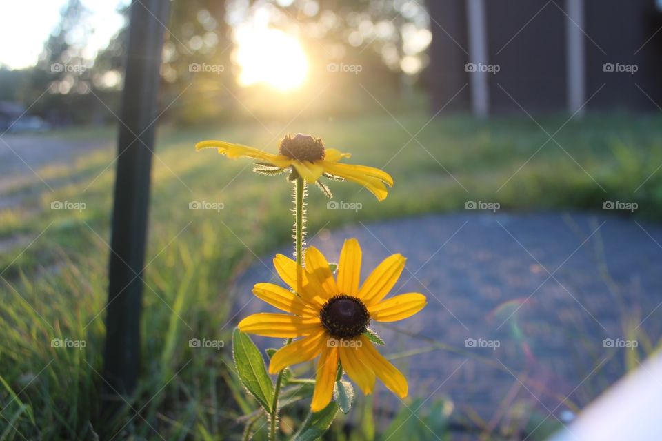 Flowers In The Sunlight