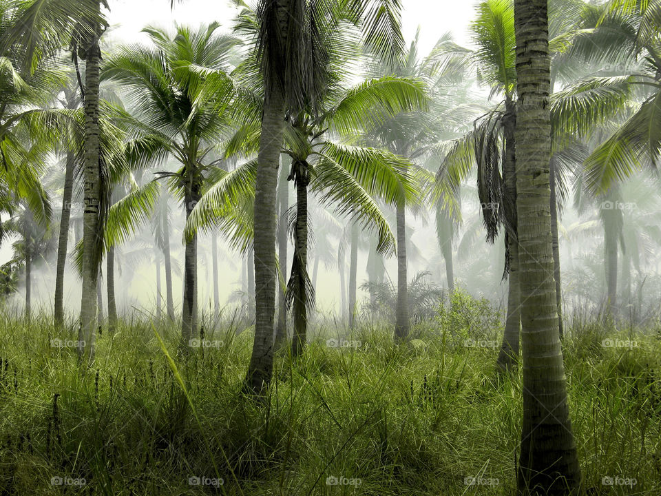tropical trees