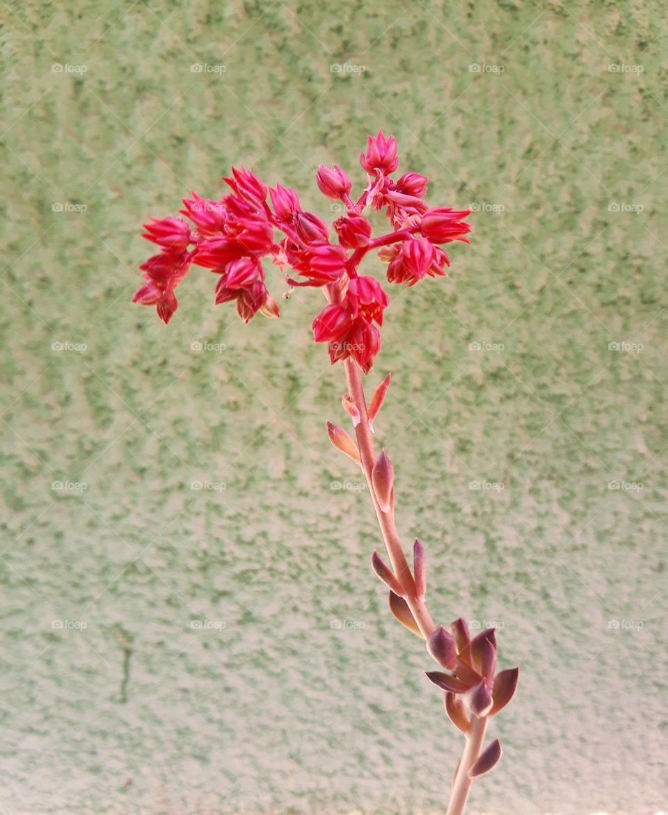 succulent red flowers