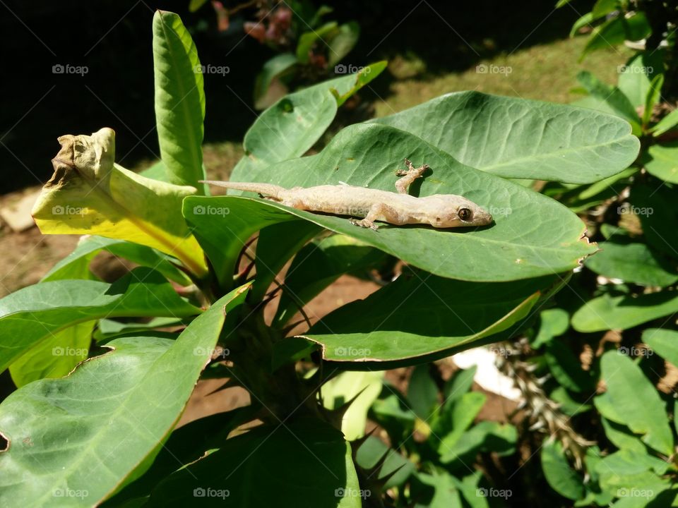 lizard on the leaves