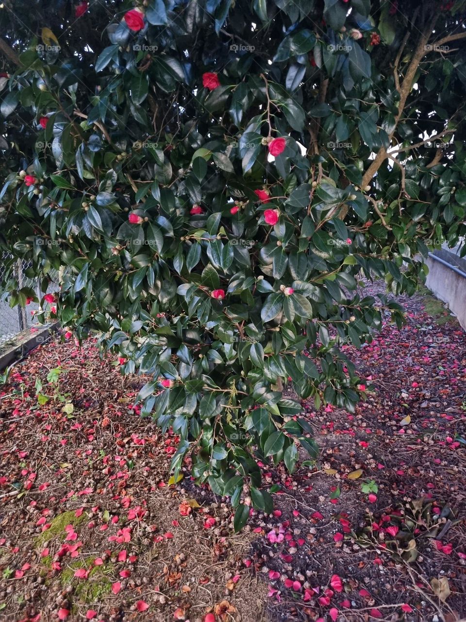 There are parks with flowers that represent the beauty of nature