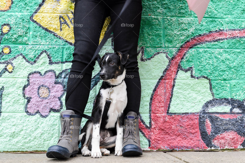 Mixed breed puppy on a leash sitting between a person's legs on a city street in front of a colorful mural