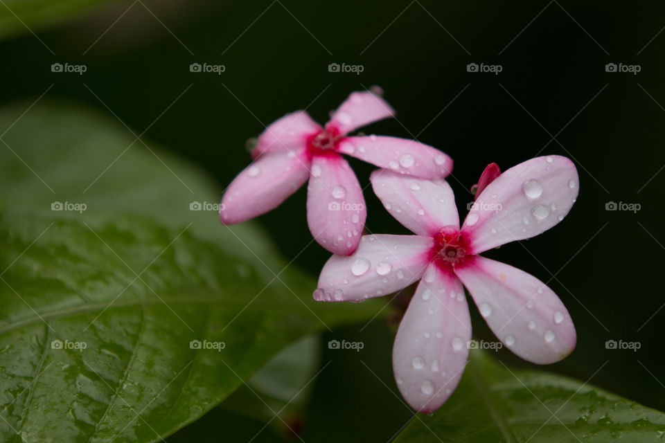 Nature, No Person, Flower, Leaf, Flora