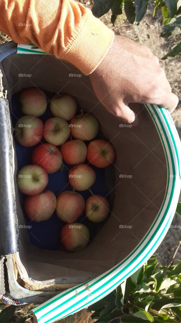 cosecha de manzana con el corpiño