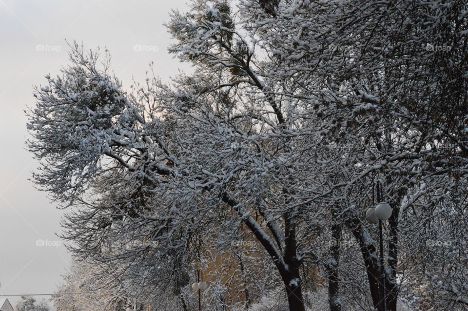 behind winter tree