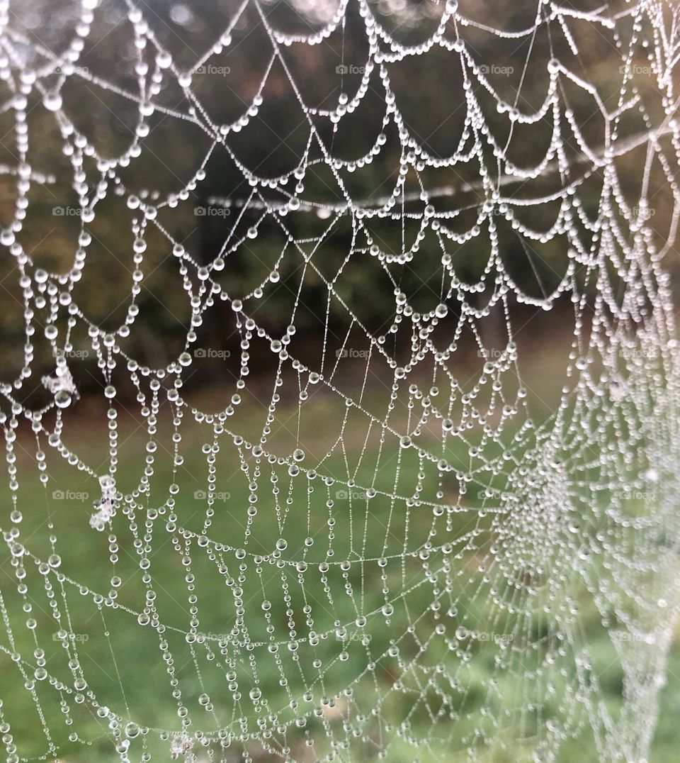 Spider's web