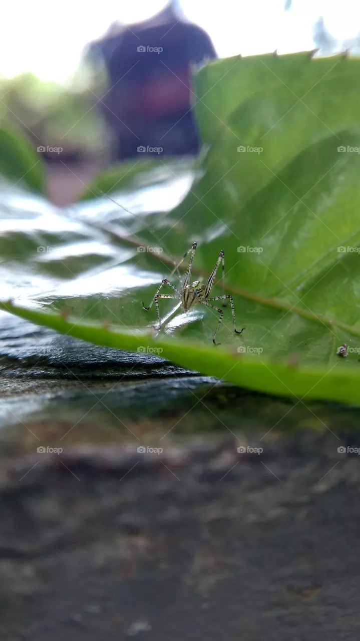 insect