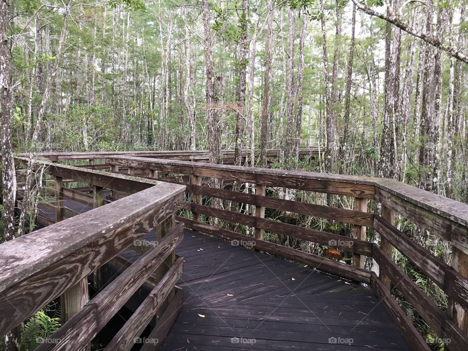 Winding wooden boardwalk through the hammocks and Grassy Waters. 
