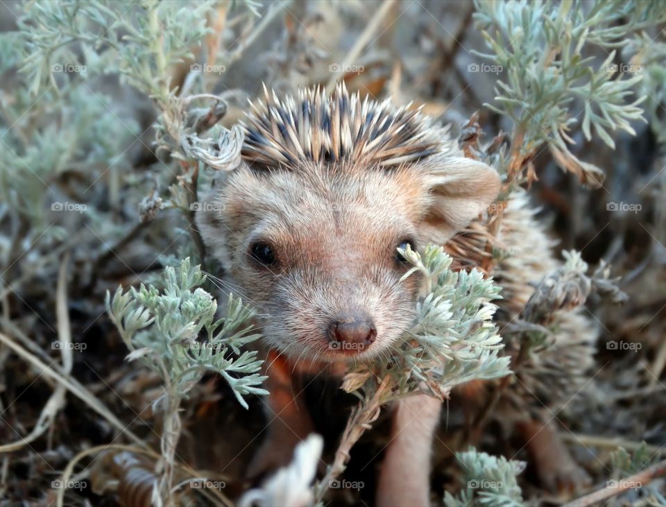 Small wild hedgehog 💓
