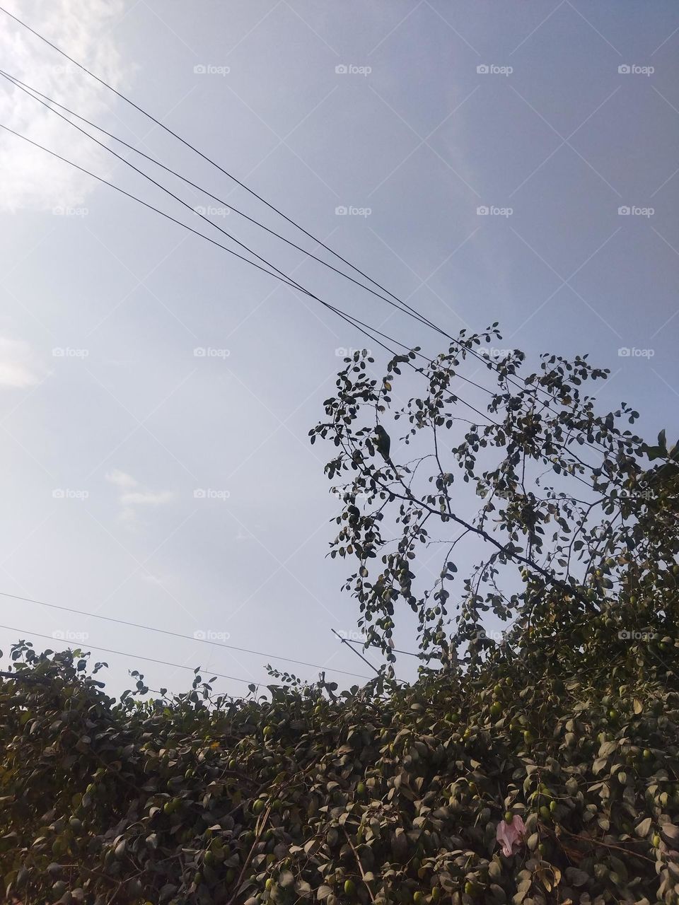 exploring surrounding see parrot eating berries